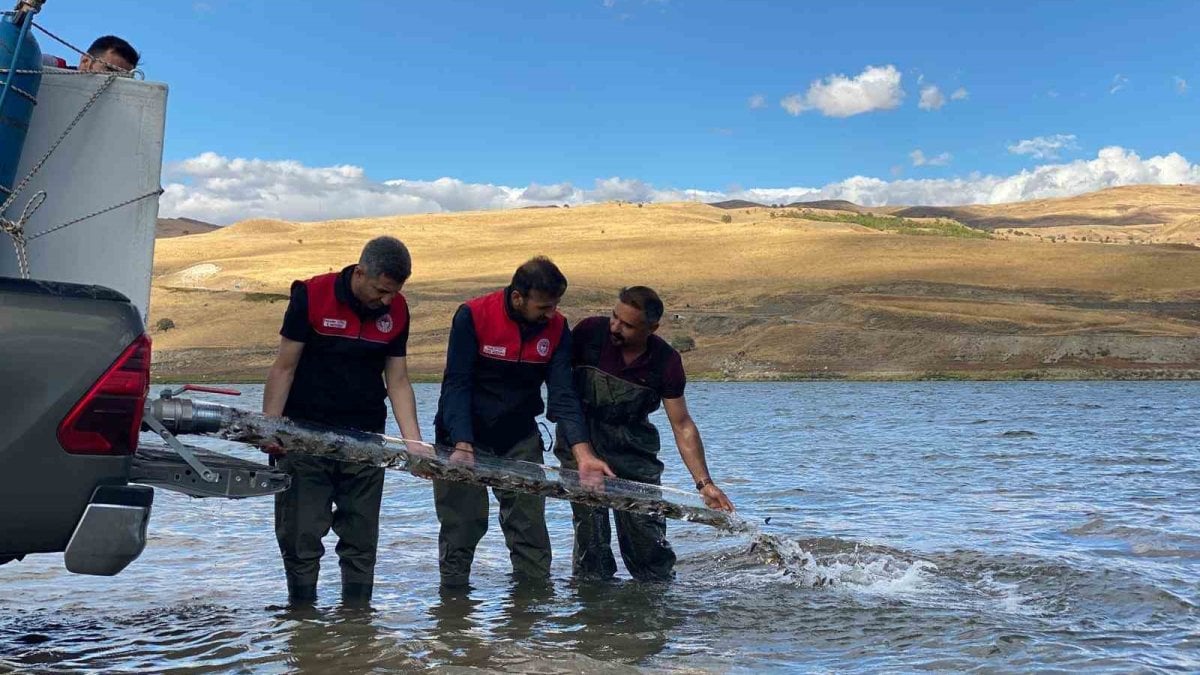musta golet ve barajlara 1 milyon sazan yavrusu birakildi TOEVt15k