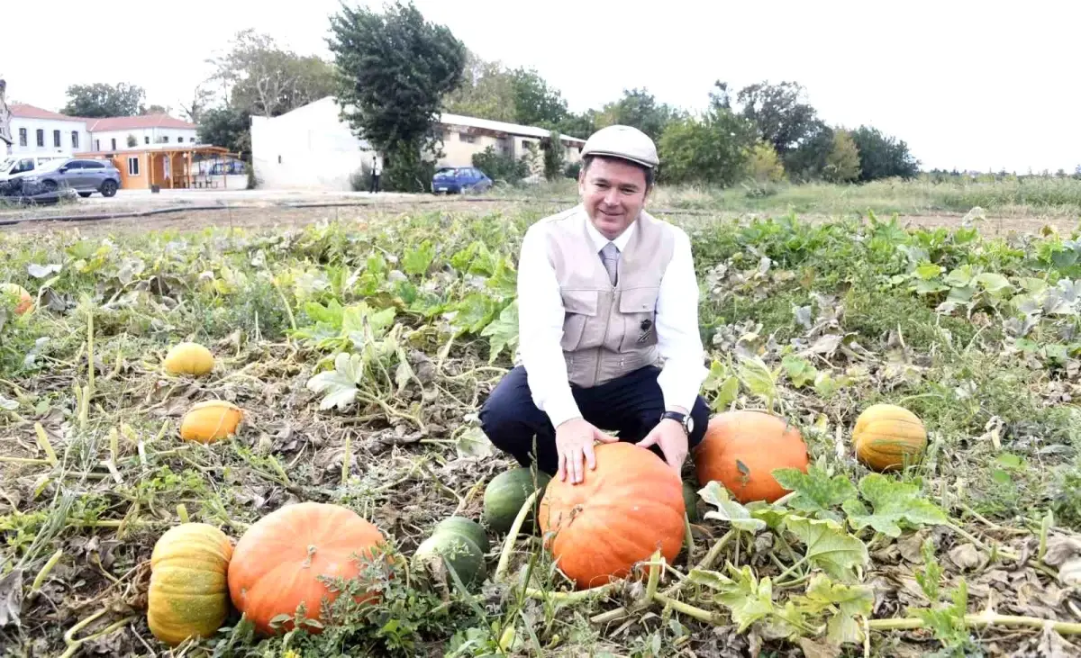osmangazi belediyesi organik urun hasatina devam ediyor N4sAcGzG