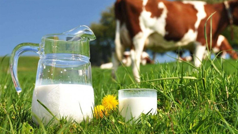 inekler kesime gidiyor uretim daraliyor sute zam mi gelecek i6X7BdPs.jpg