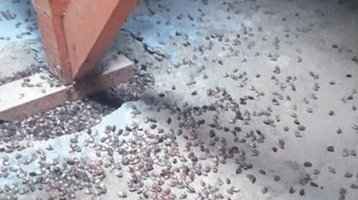 karadenizde kahverengi kokarca k busu BVgMPLsC