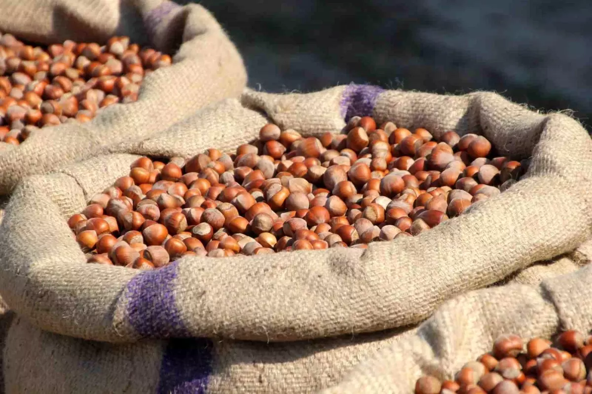 ferreronun findik manipulasyonu iddiasi jcaQZLtp.jpg