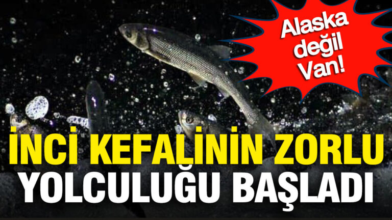 alaska-degil-van-inci-kefallerinin-zor-yolculugu-basladi-1RIZe1Zz