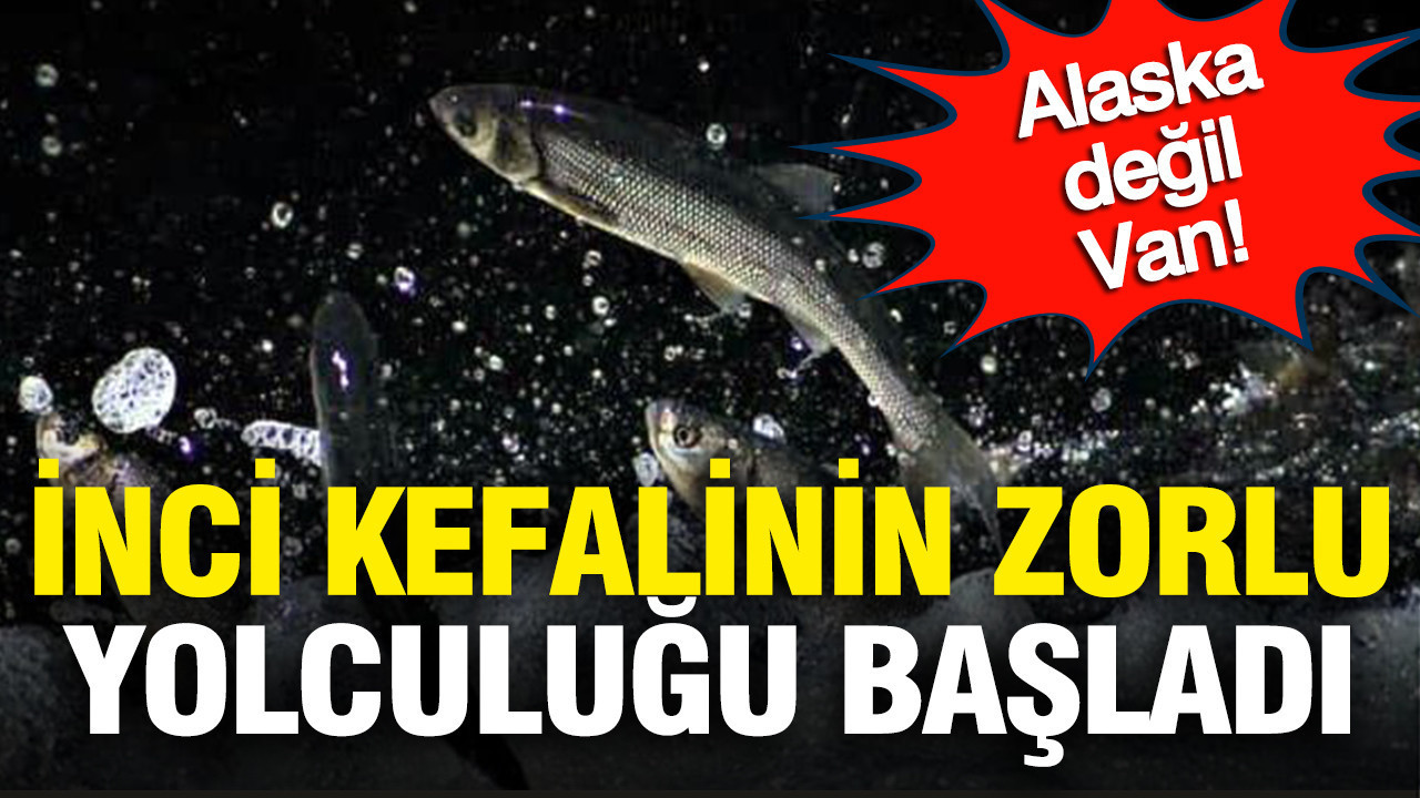 Van Gölü’nde İnci Kefallerinin Büyük Göçü Başladı