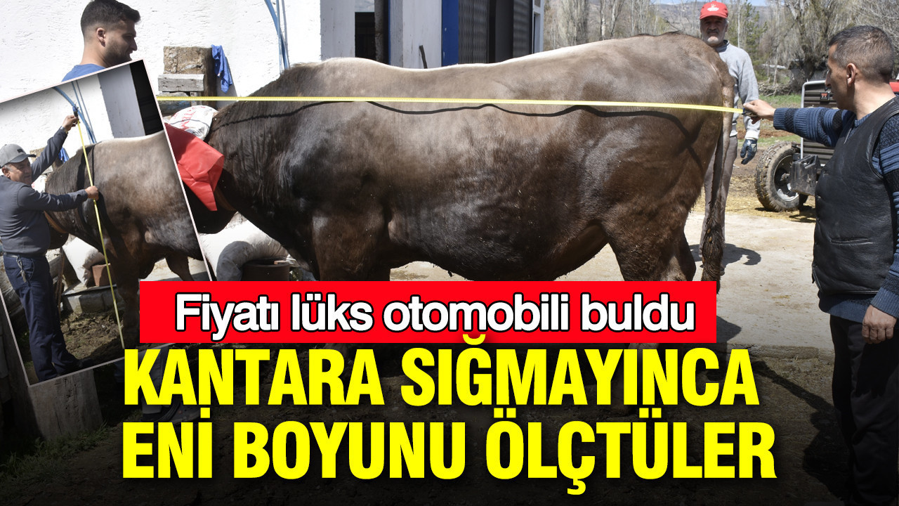 Kurban Fiyatları Rekor Kırıyor: Sivas’ta Lüks Otomobil Değerinde Boğa