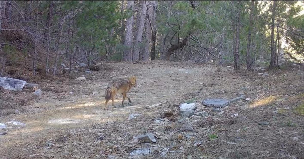 Uludağ’da Yaban Hayatı: Fotokapana Yansıyan Tilki Görüntüleri